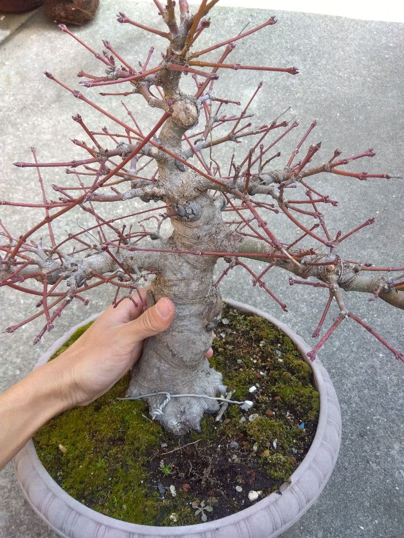 もみじ　紅葉　盆栽　10号鉢つき　幹太大株❗