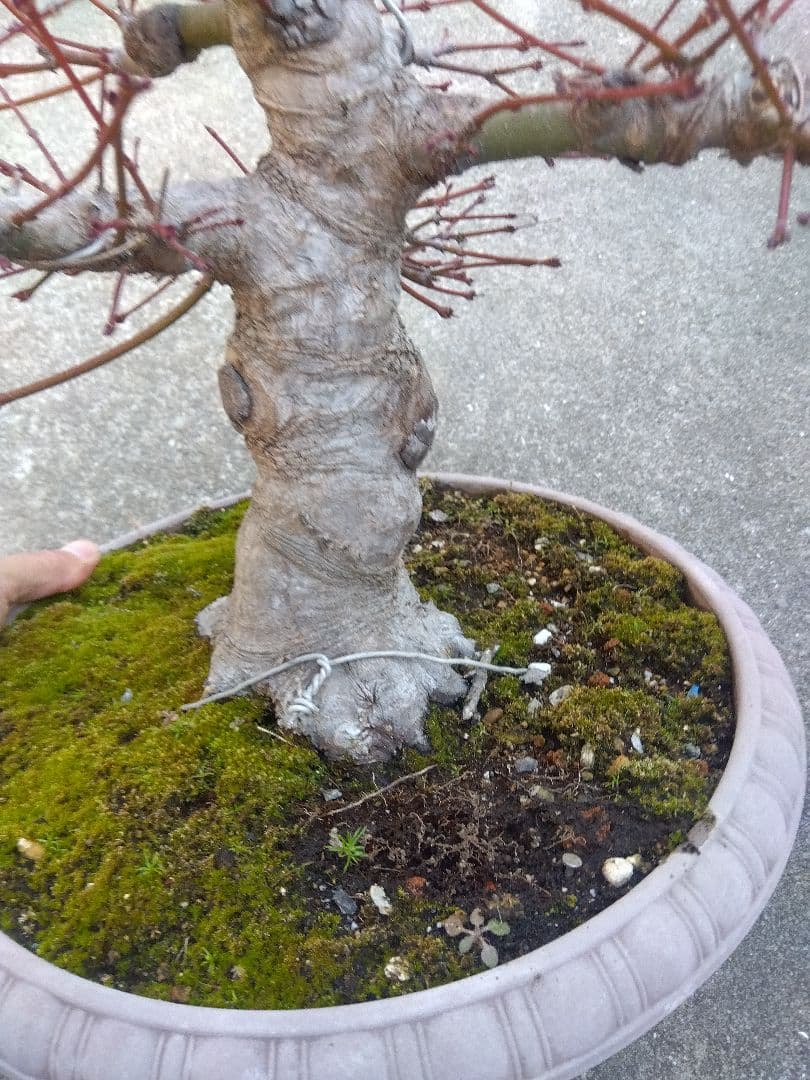 もみじ　紅葉　盆栽　10号鉢つき　幹太大株❗