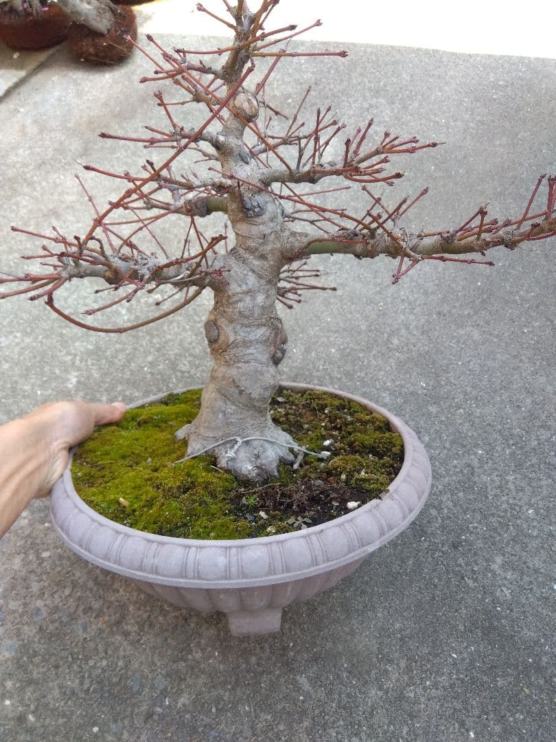 もみじ　紅葉　盆栽　10号鉢つき　幹太大株❗