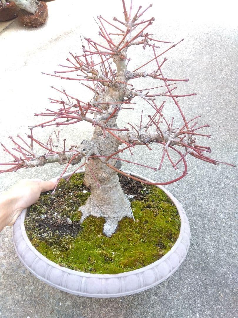 もみじ　紅葉　盆栽　10号鉢つき　幹太大株❗
