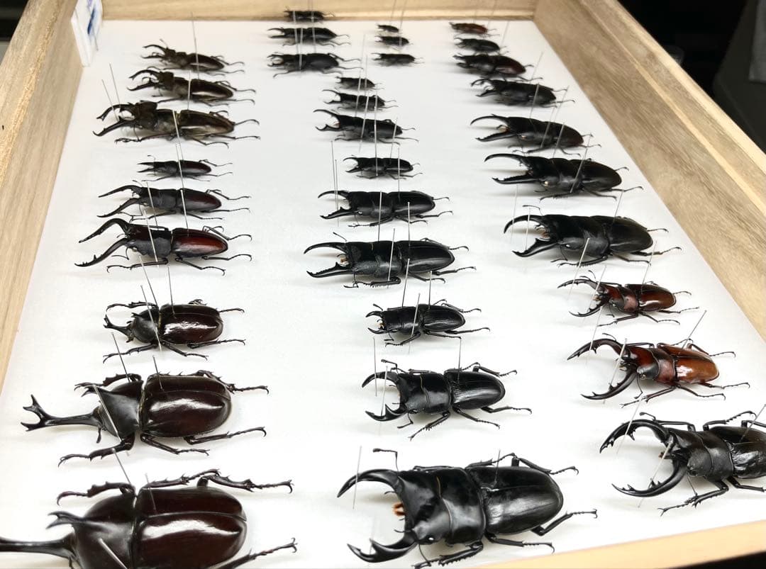 国産カブト・クワガタ　標本　34匹セット