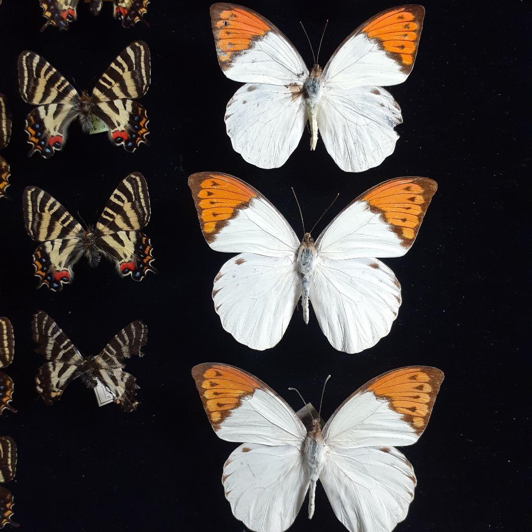 蝶標本　ギフチョウ、ヒメギフチョウ等４種100頭、大型ドイツ標本箱二箱入りセット
