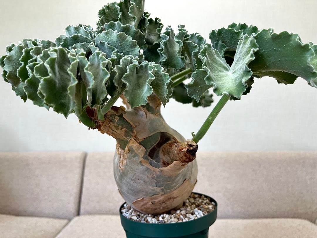 キフォステンマ マクロプス 大株 現地球