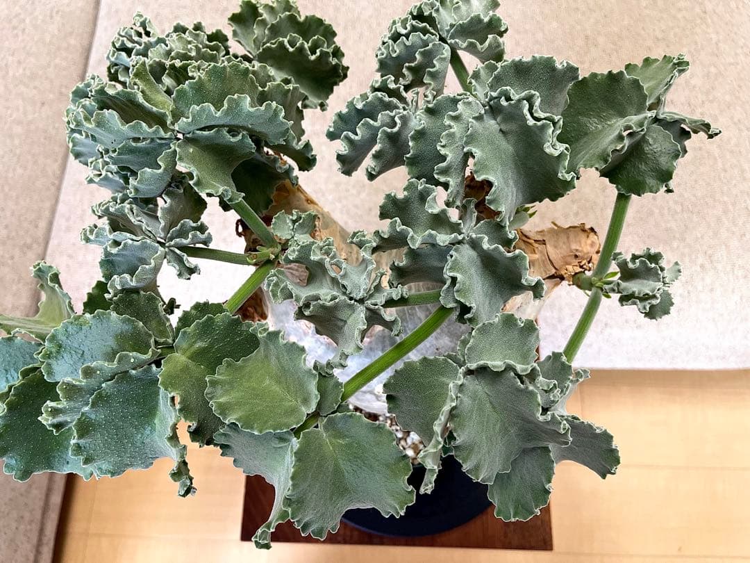 キフォステンマ マクロプス 大株 現地球