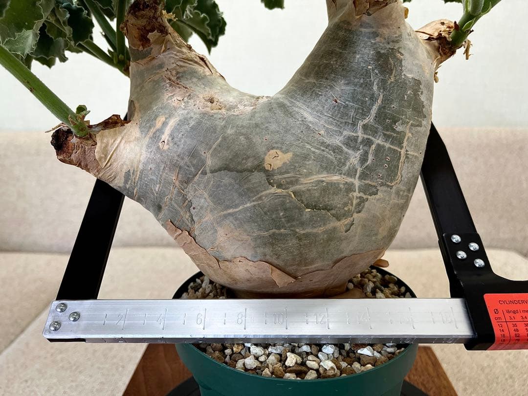 キフォステンマ マクロプス 大株 現地球