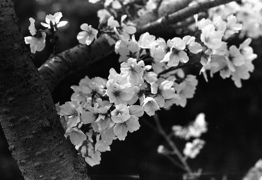 【完動美品】PENTAX MX /SMC PENTAX 55mm f1.8