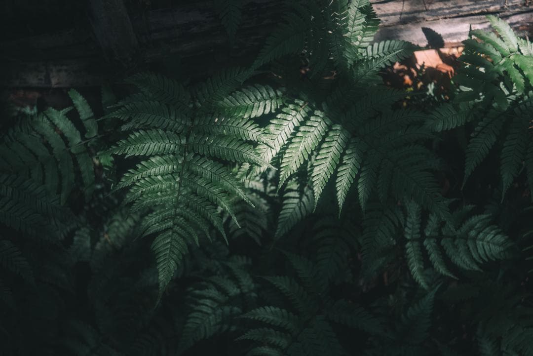 N O Go様虹の出る癖玉！Leica Summar 50mm f2