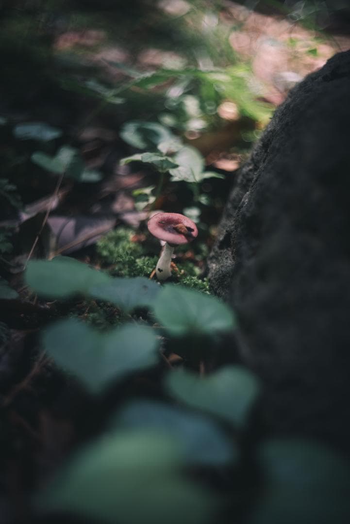 N O Go様虹の出る癖玉！Leica Summar 50mm f2