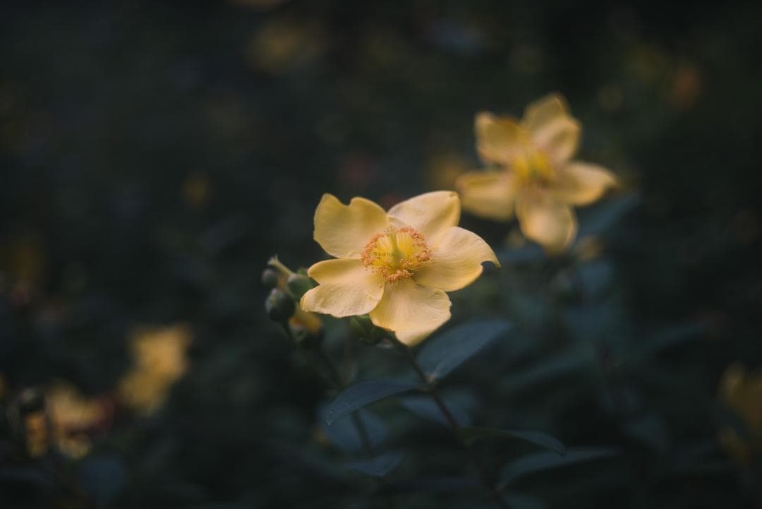 N O Go様虹の出る癖玉！Leica Summar 50mm f2