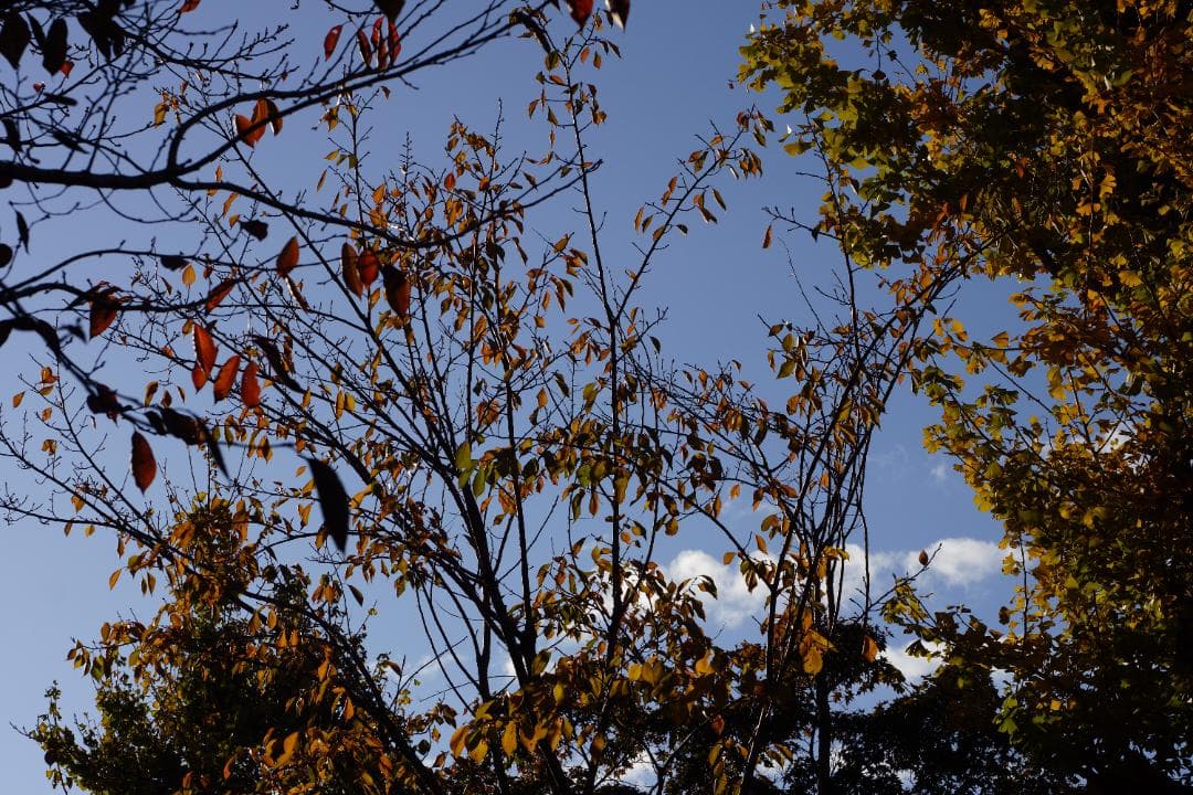 銘匠光学 TTArtisan 23mm f/1.4 ソニーEマウント 新品同様