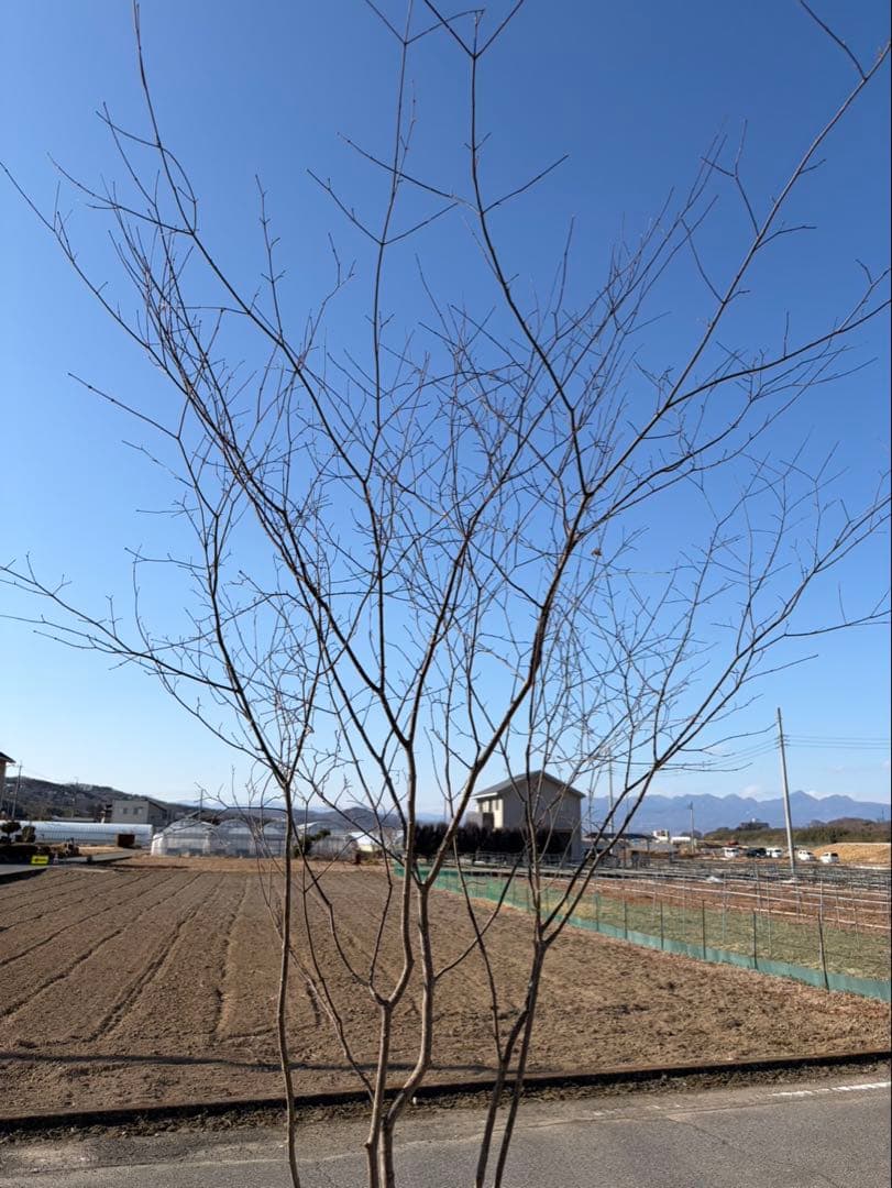 山採り ヤマモミジ 株立ち 5本立ち 自然樹形