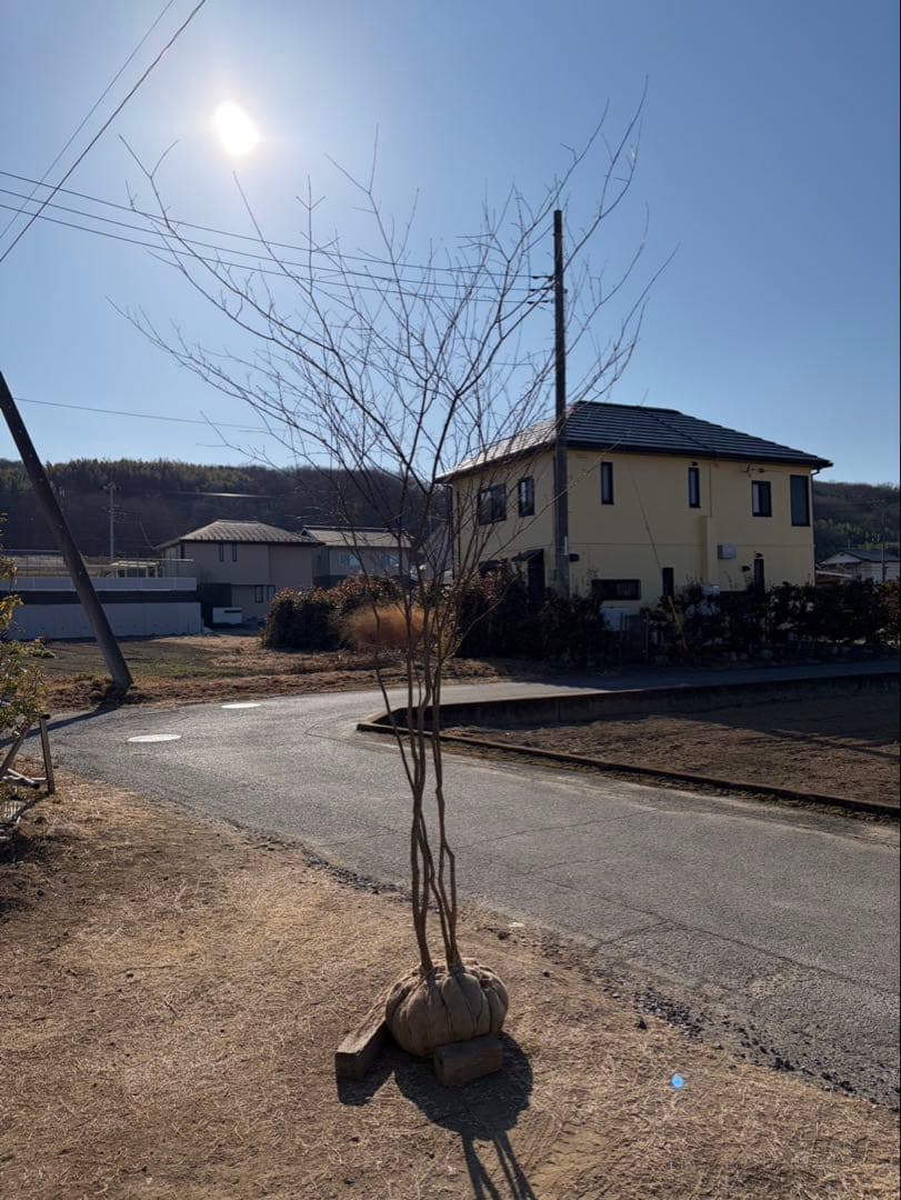 山採り ヤマモミジ 株立ち 5本立ち 自然樹形