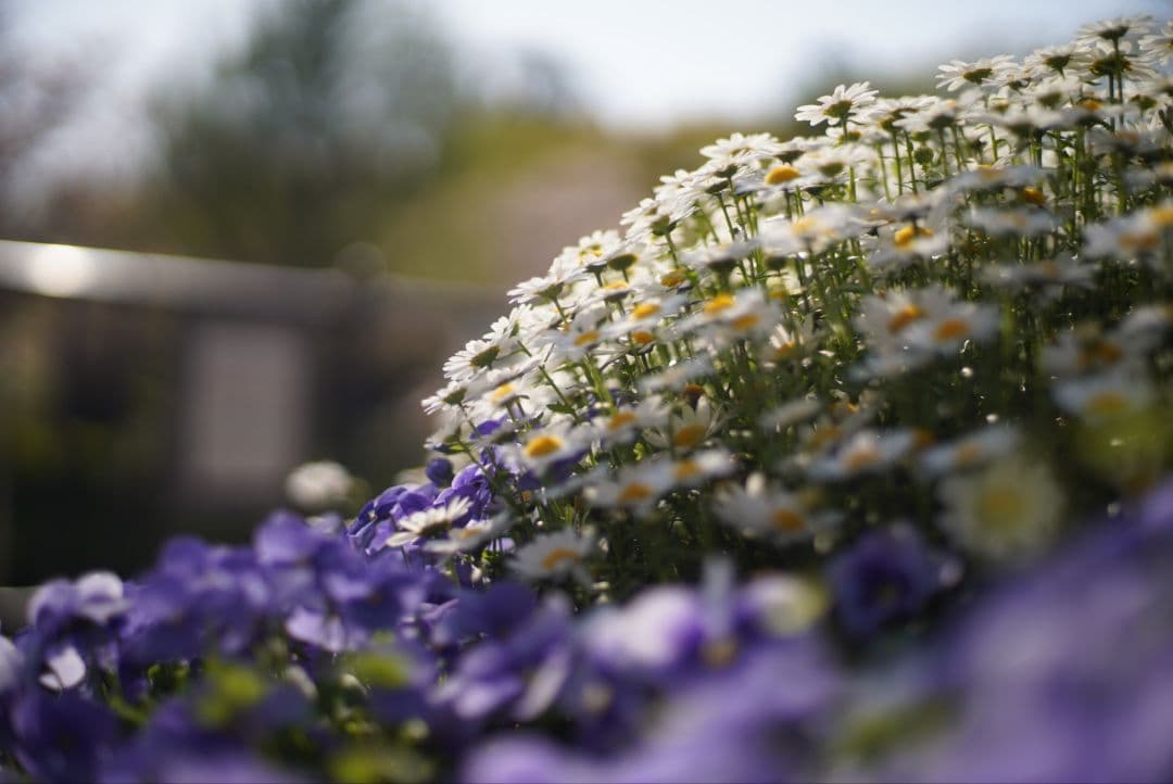 【完動品】PENTAX MX ＆ SMC 50mm f1.7 分解清掃済