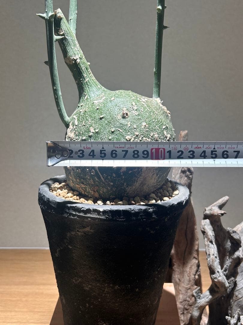 まんまる！アデニア　グロボーサ　鉢付き