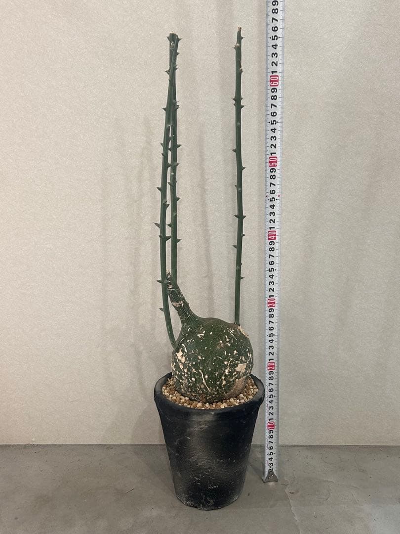 まんまる！アデニア　グロボーサ　鉢付き