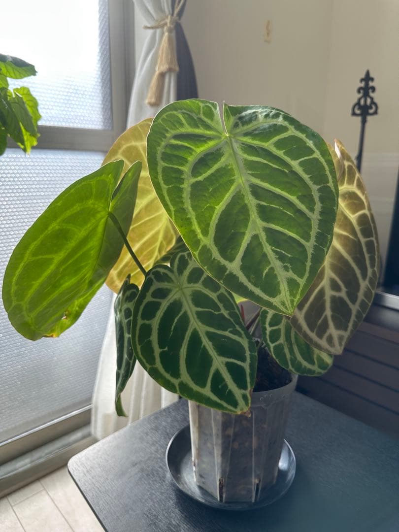 クリスタリナム×ドラヤキ アンスリウム大株 葉数多め アンスリウム