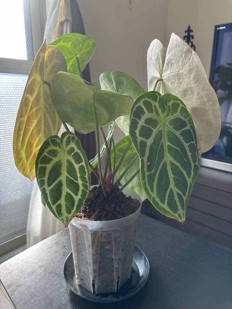 クリスタリナム×ドラヤキ アンスリウム大株 葉数多め アンスリウム