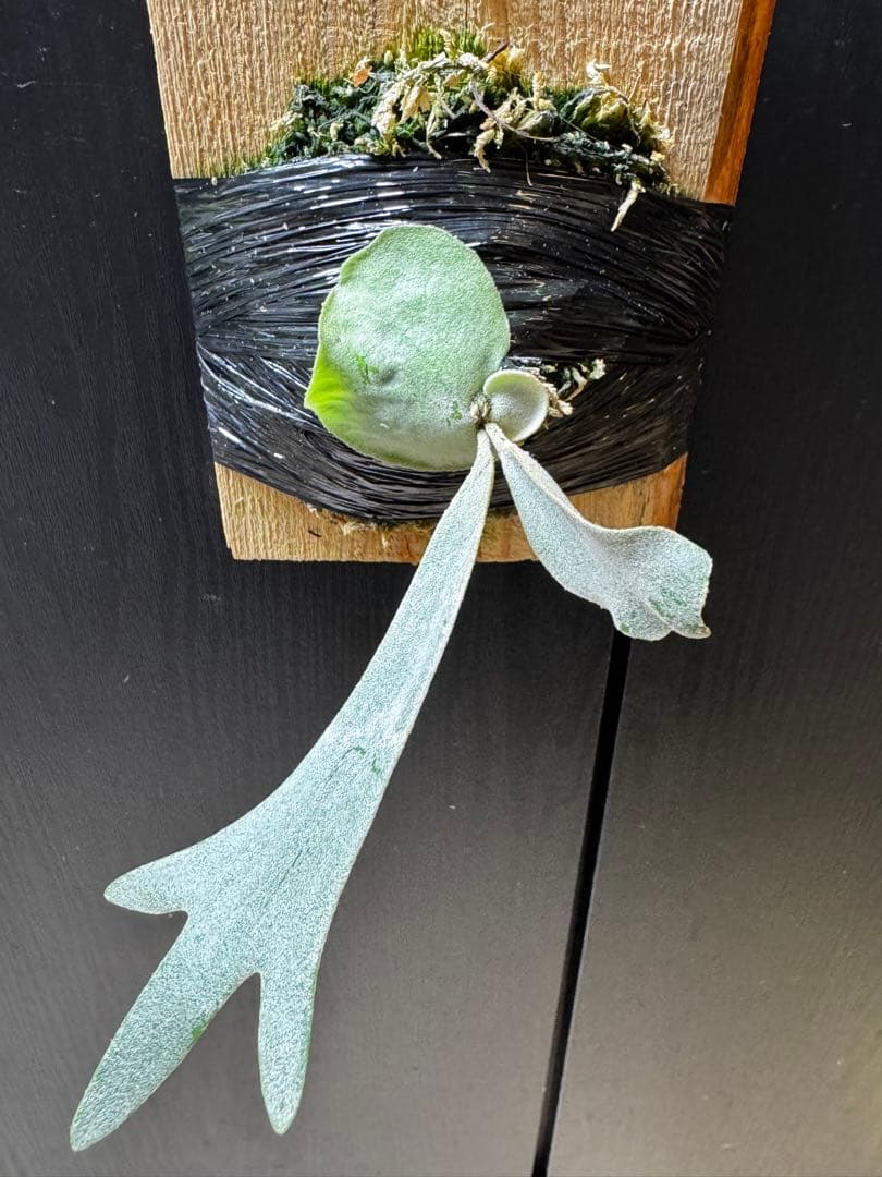 ビカクシダ Anapat#1 オリジナル　子株②