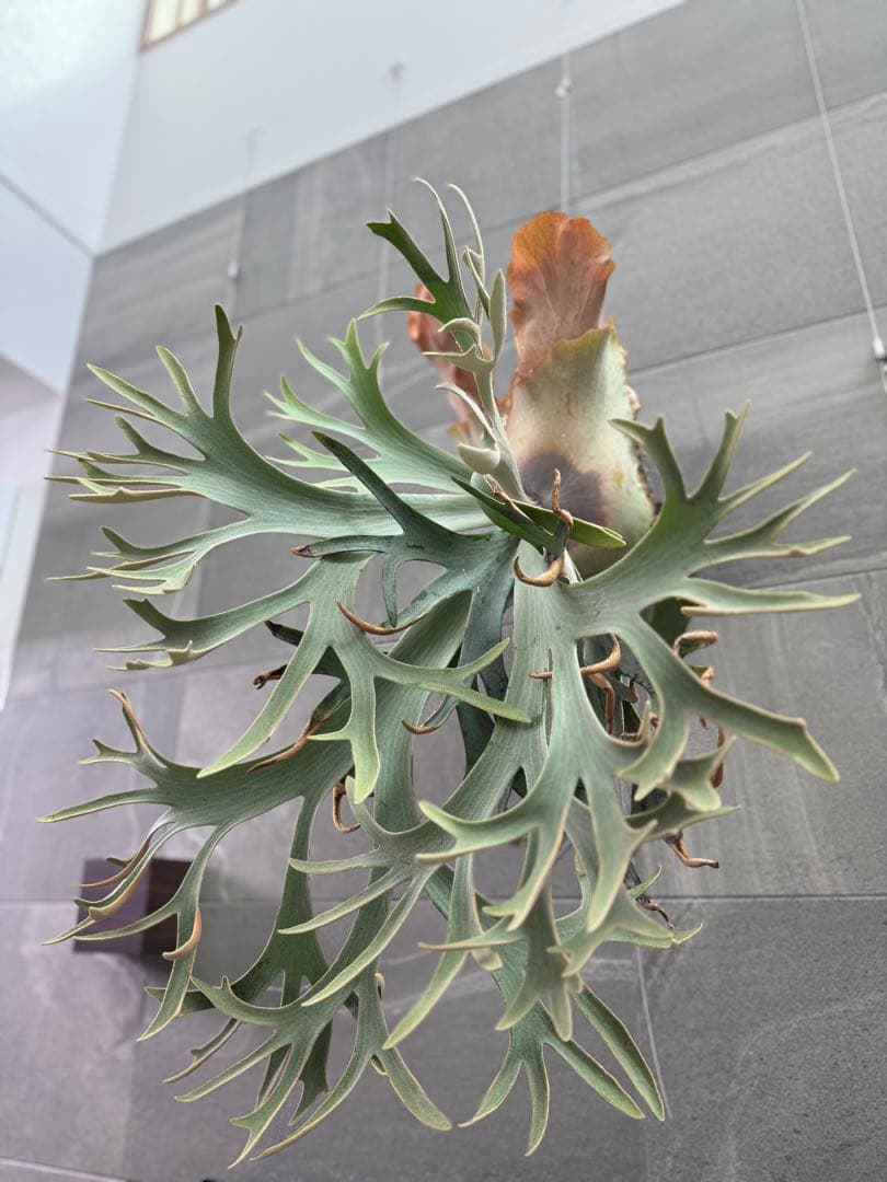 ビカクシダ Anapat#1 オリジナル　子株②