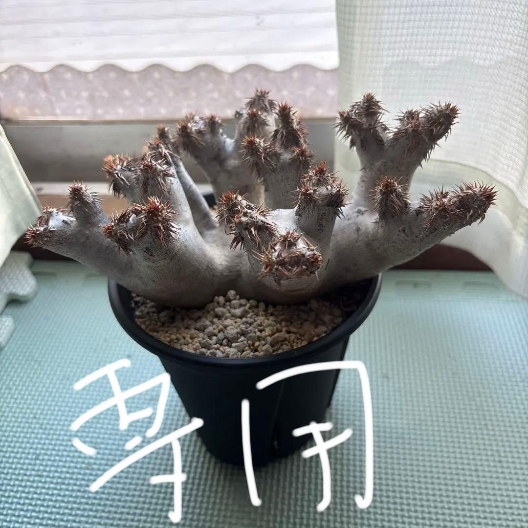 塊根植物 ブレビカリックス パキポディウム