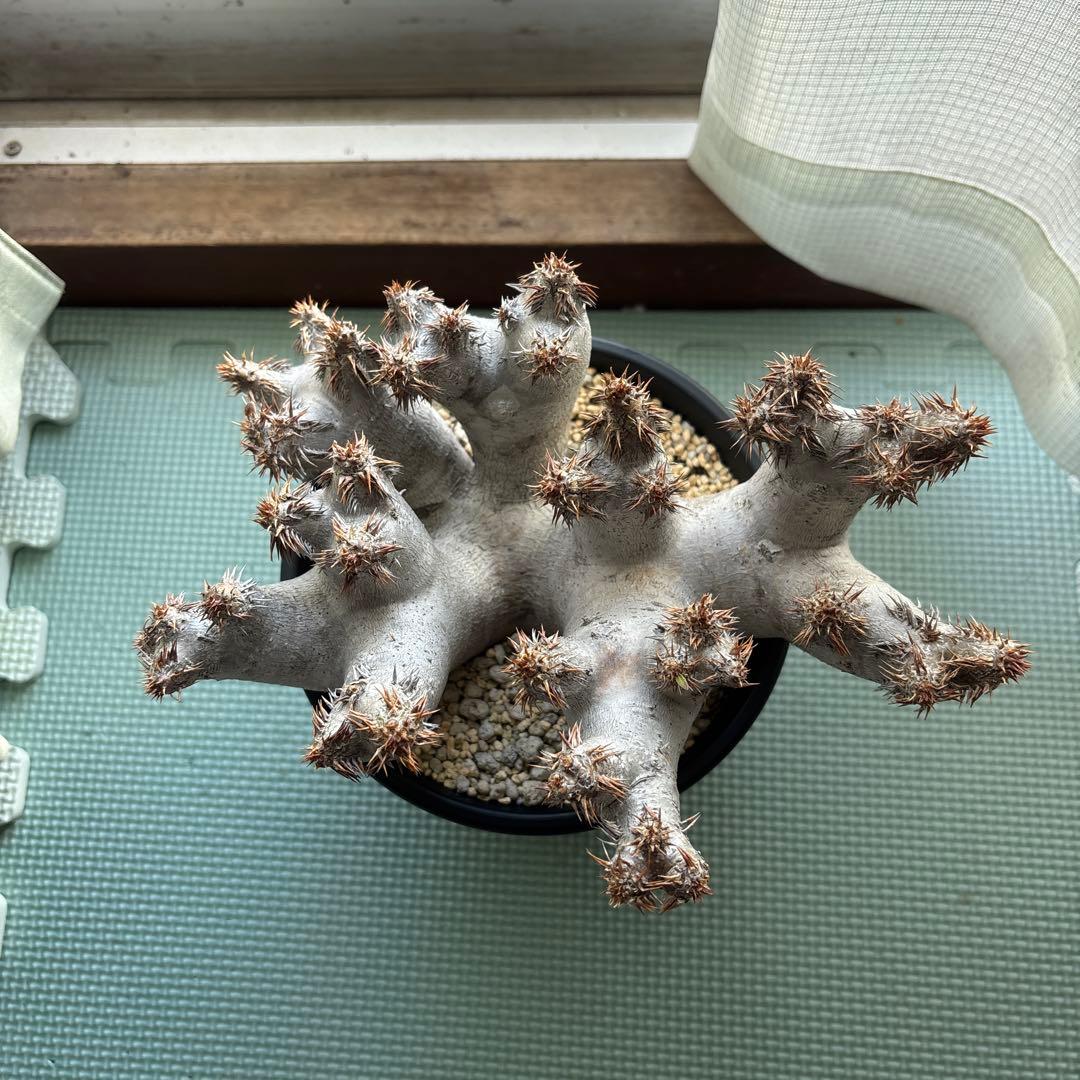 塊根植物 ブレビカリックス パキポディウム