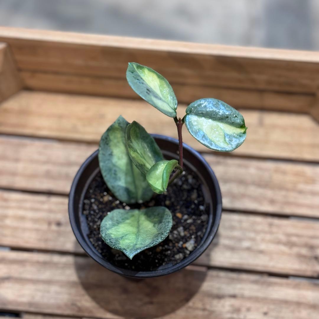 k*9様 13 ホヤ　カルノーサ　アルゲンティアプリンセス　斑入りホヤ