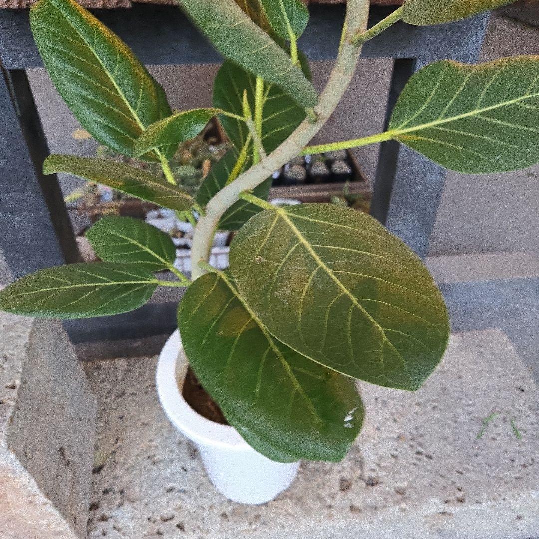 ⑭　フィカス　ベンガレンシオードリー曲がり仕立て　7号　最高等級極上品‼️