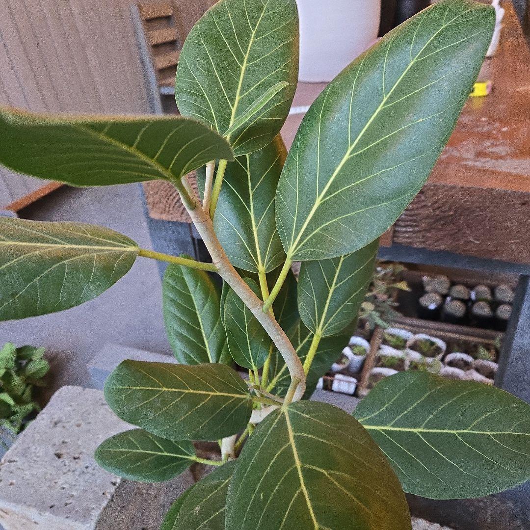 ⑭　フィカス　ベンガレンシオードリー曲がり仕立て　7号　最高等級極上品‼️