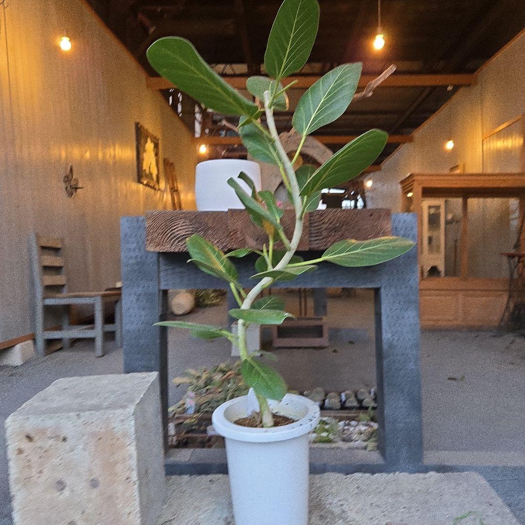 ⑭　フィカス　ベンガレンシオードリー曲がり仕立て　7号　最高等級極上品‼️