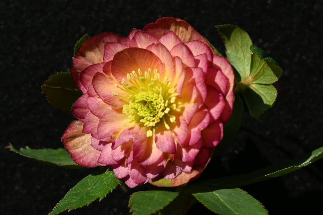 クリスマスローズ　認定アフロディーテ多弁　加藤農園