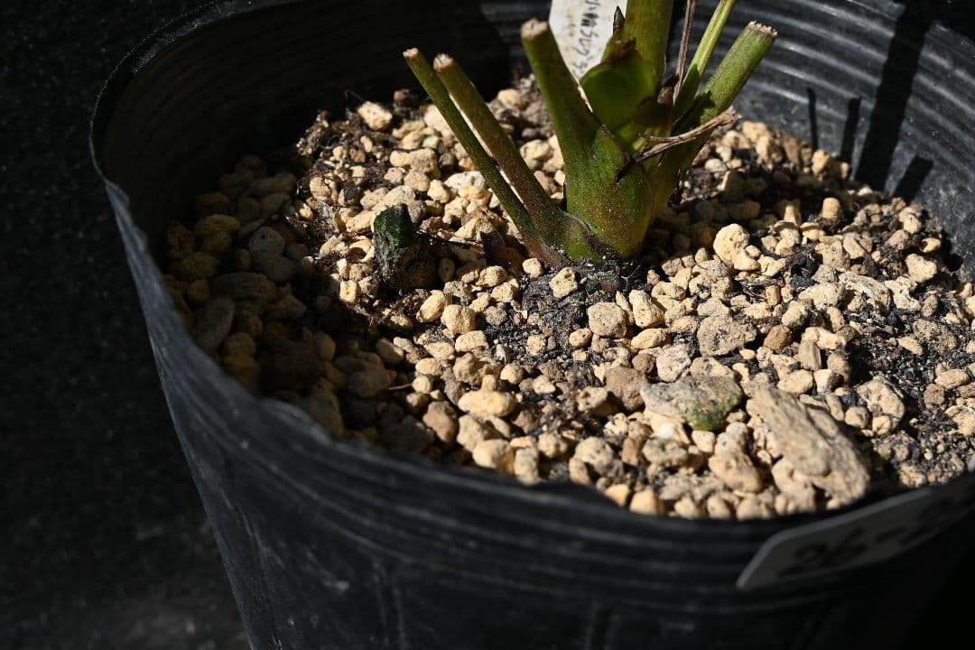 クリスマスローズ　認定アフロディーテ多弁　加藤農園