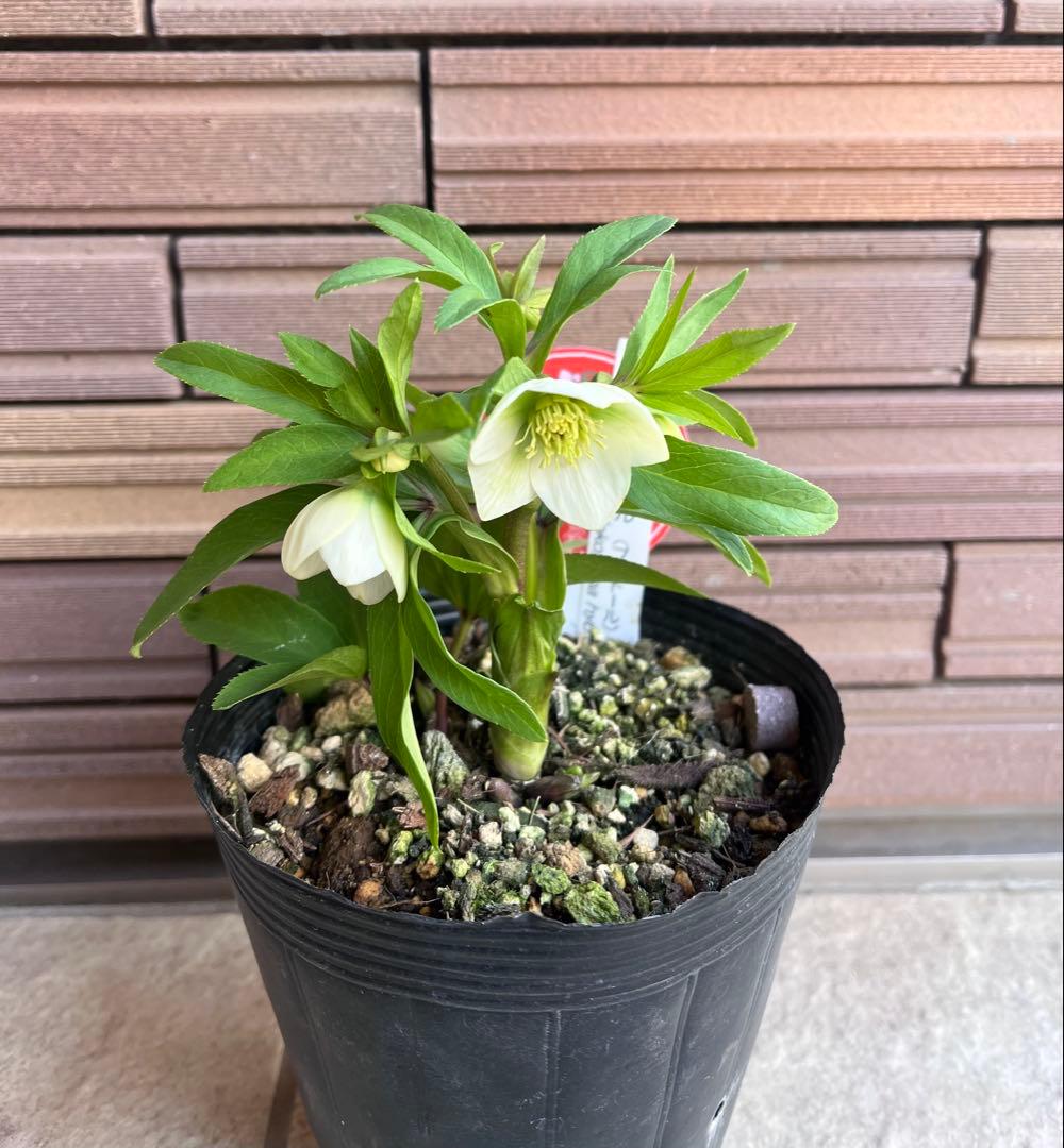 【週末セール】横山園芸 クリスマスローズ ベビードール