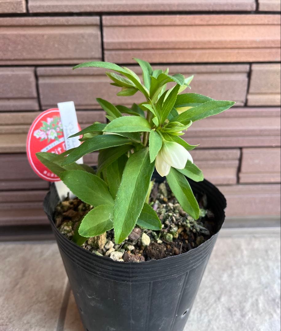 【週末セール】横山園芸 クリスマスローズ ベビードール