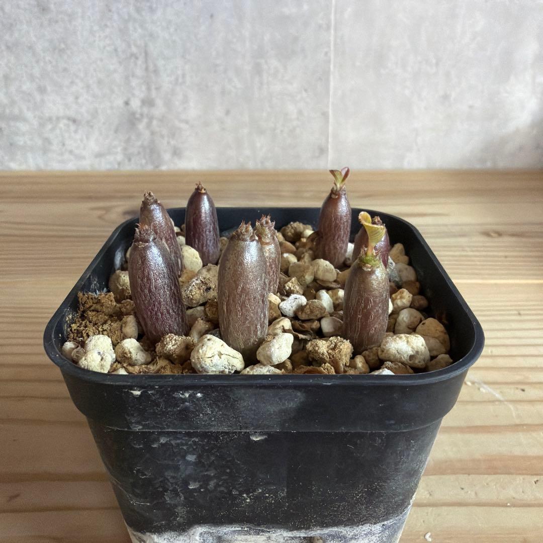 8株セット　パキポディウムウィンゾリー 国内実生株