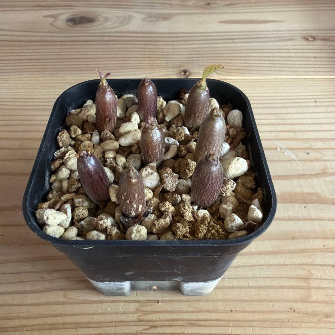 8株セット　パキポディウムウィンゾリー 国内実生株