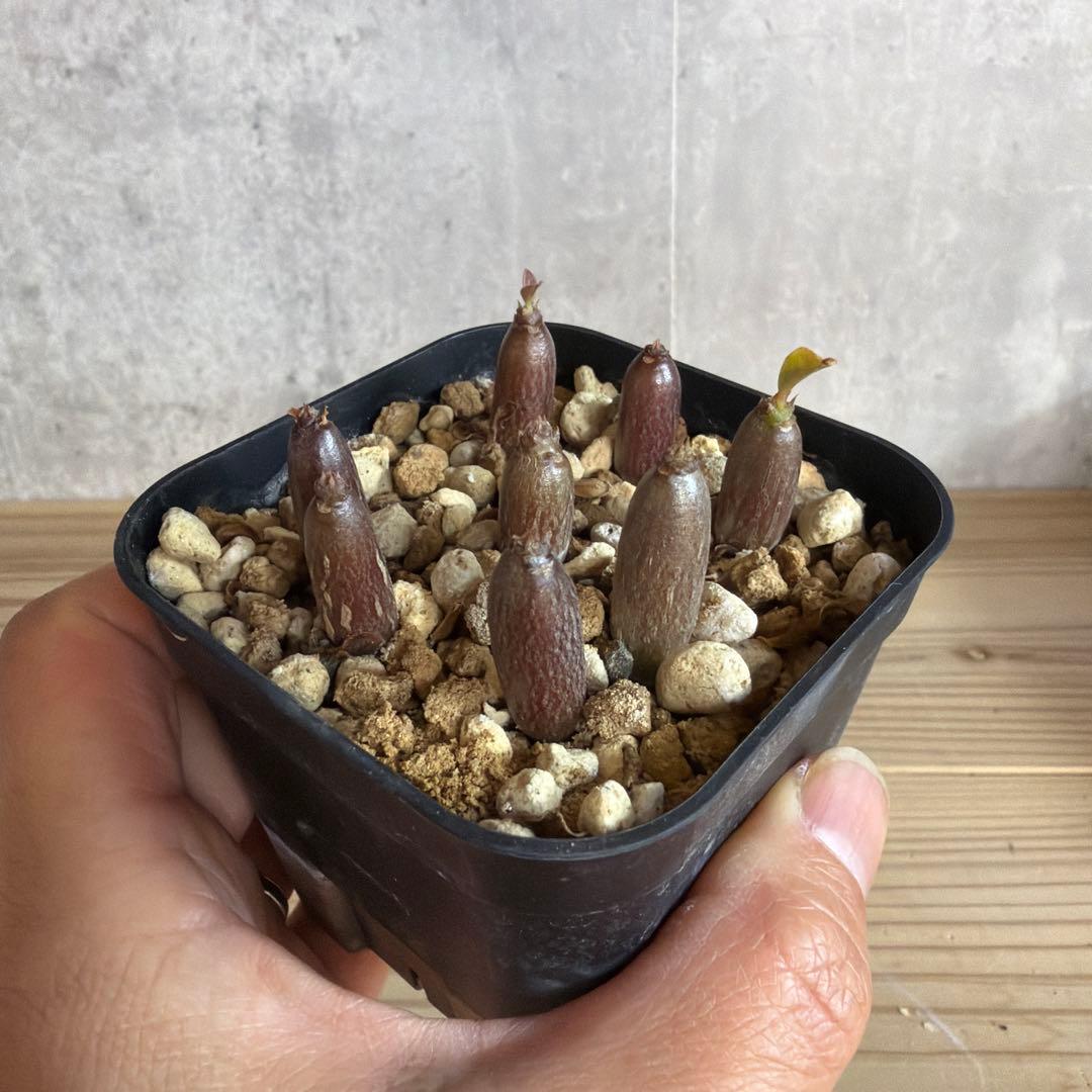 8株セット　パキポディウムウィンゾリー 国内実生株