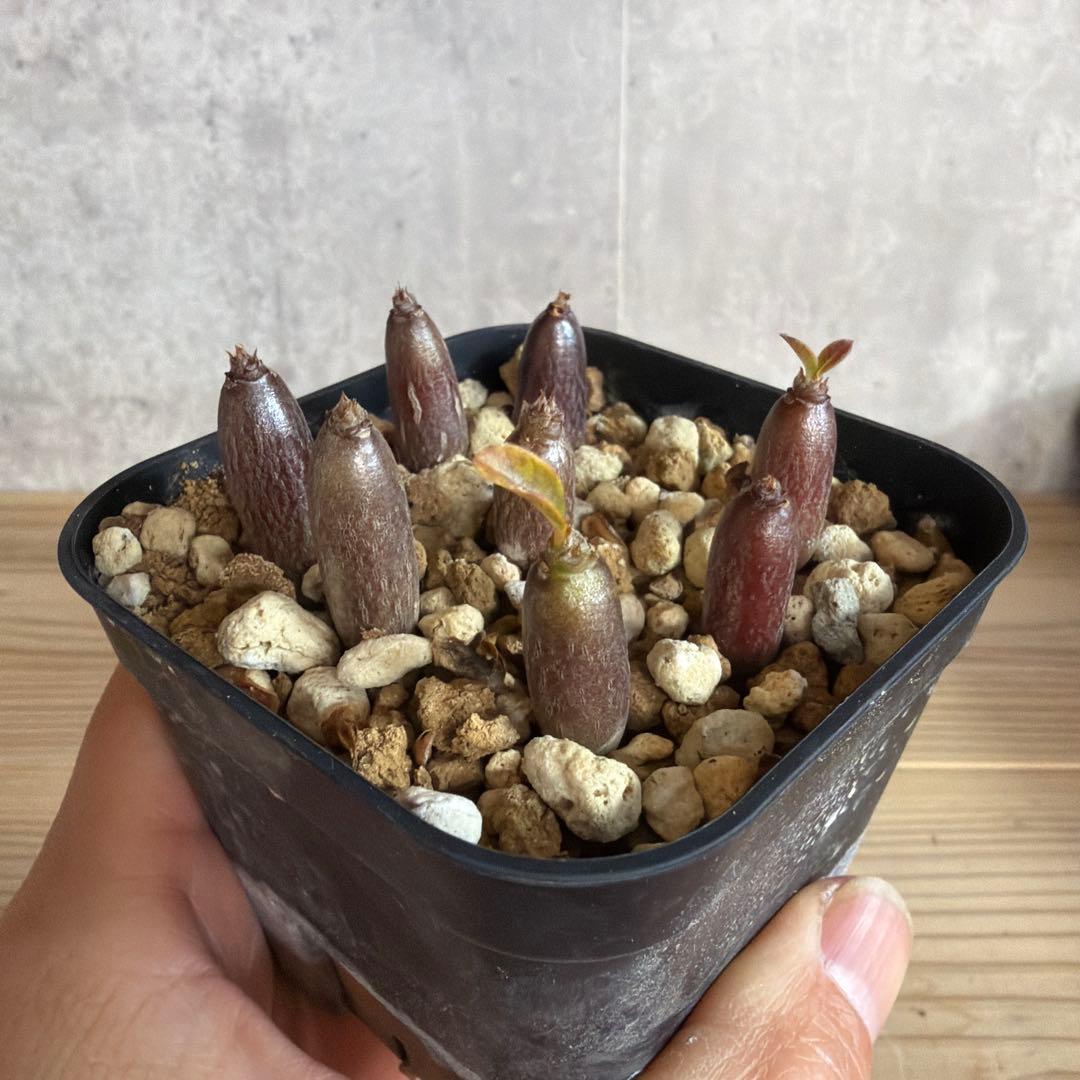 8株セット　パキポディウムウィンゾリー 国内実生株