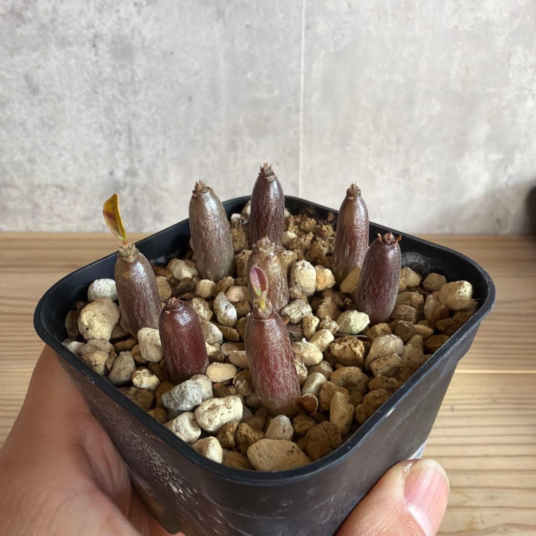 8株セット　パキポディウムウィンゾリー 国内実生株