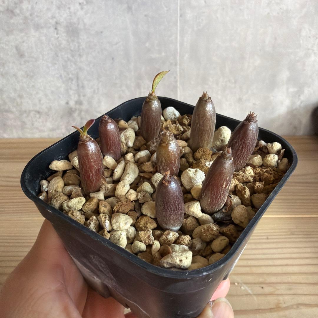 8株セット　パキポディウムウィンゾリー 国内実生株