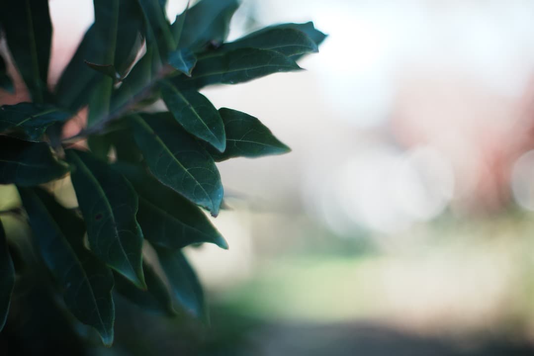 【整備＆テスト】オリンパス G.Zuiko auto 50mm F1.4 002