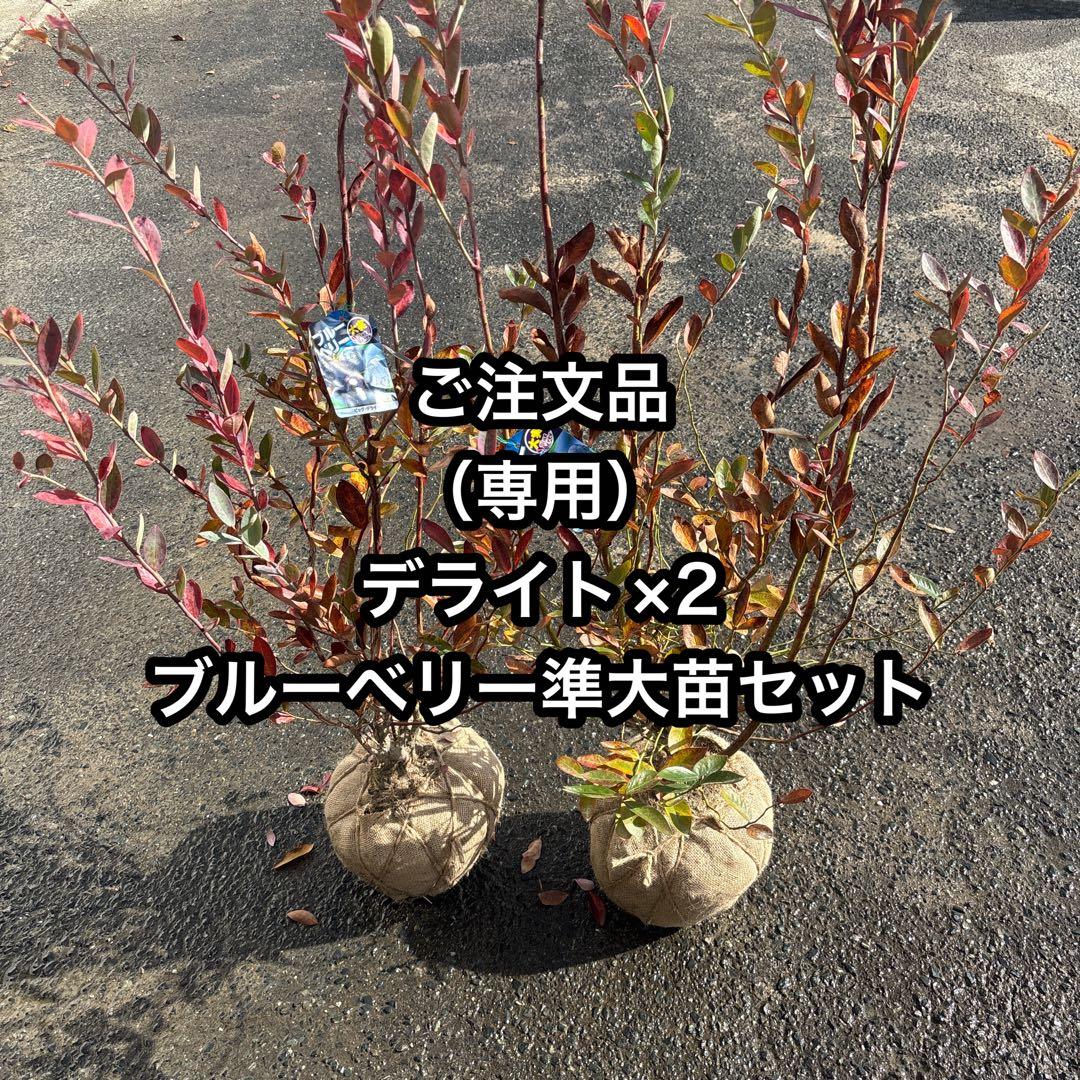 ご注文品　デライト×2 ブルーベリー　準大苗セット