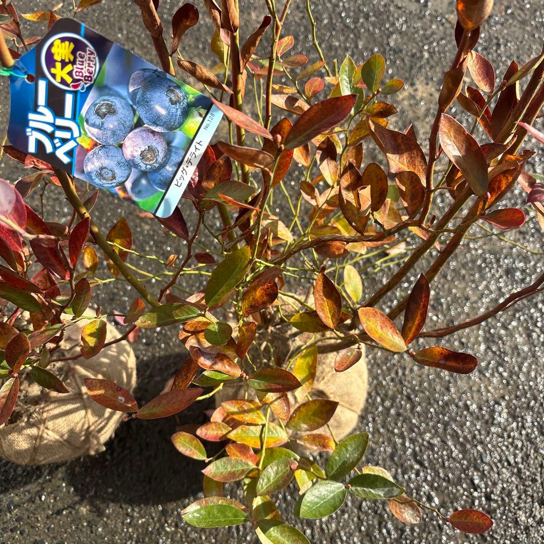 ご注文品　デライト×2 ブルーベリー　準大苗セット