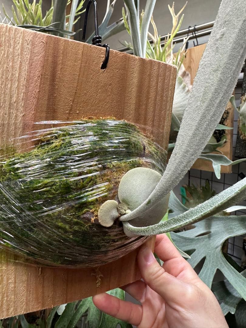 P.veitchii 'Auburn ' 子株販売　③ ビカクシダ