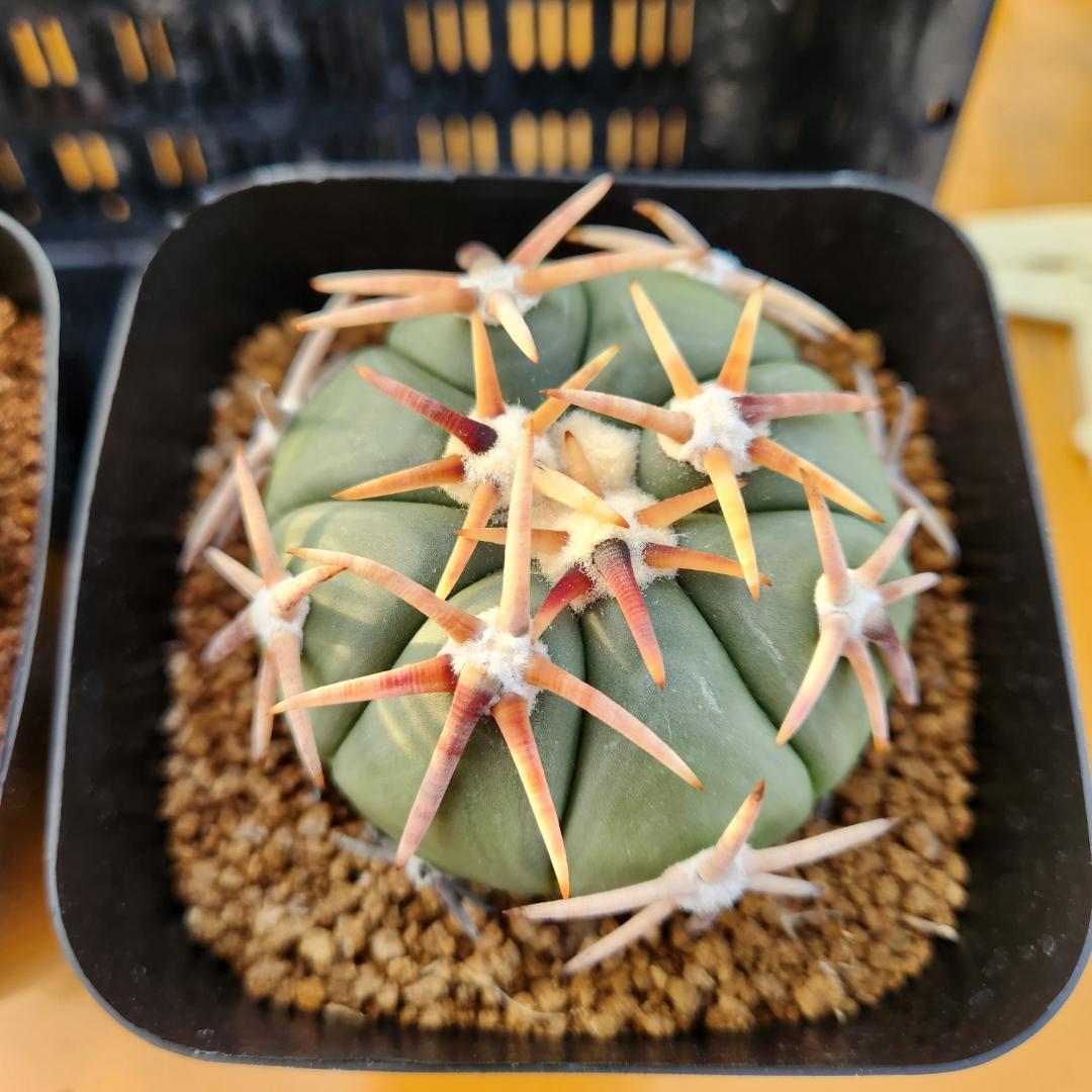 ス*郎様 エキノカクタス　白刺翠平丸