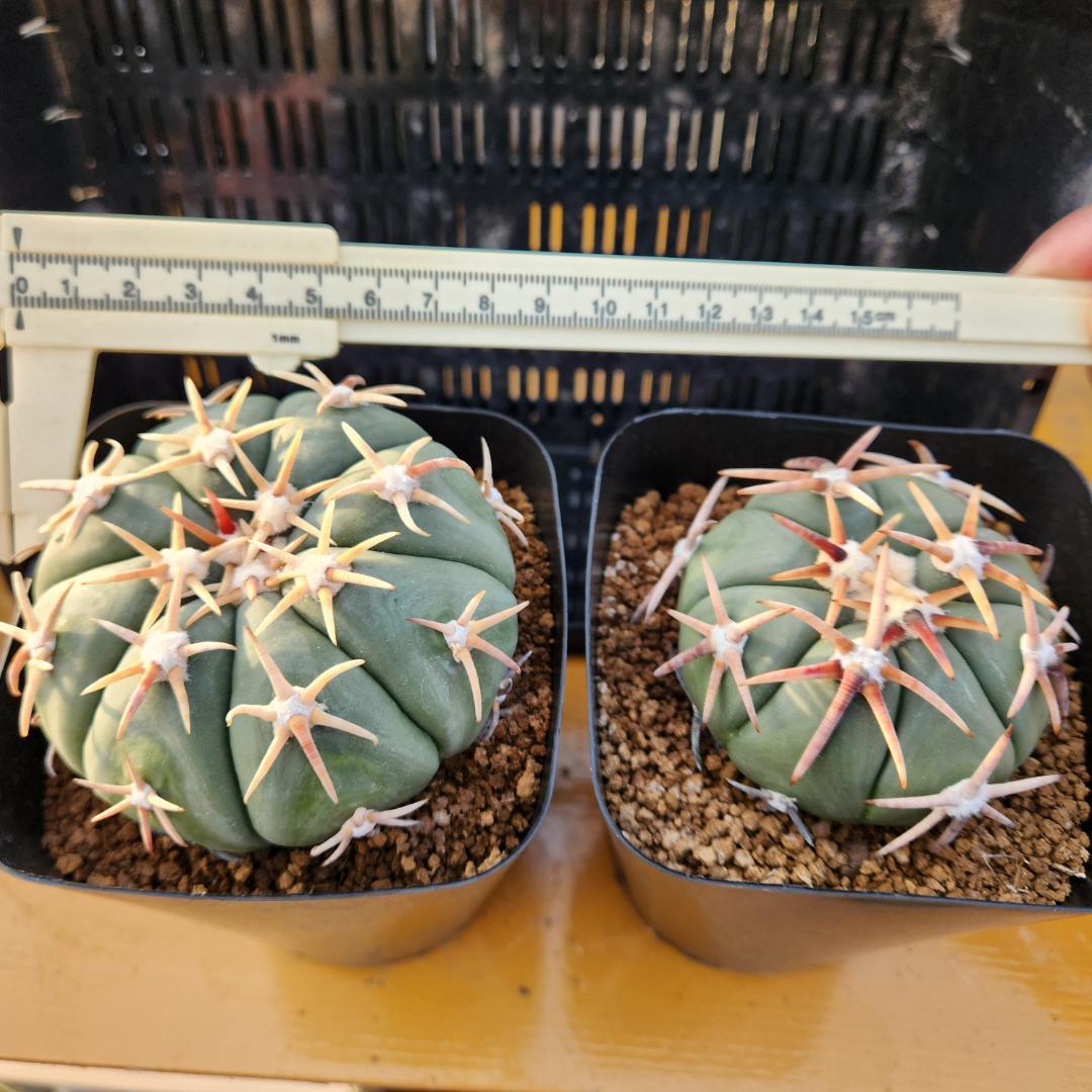 ス*郎様 エキノカクタス　白刺翠平丸