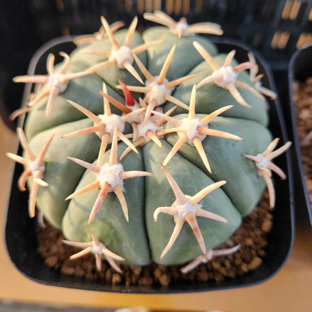 ス*郎様 エキノカクタス　白刺翠平丸