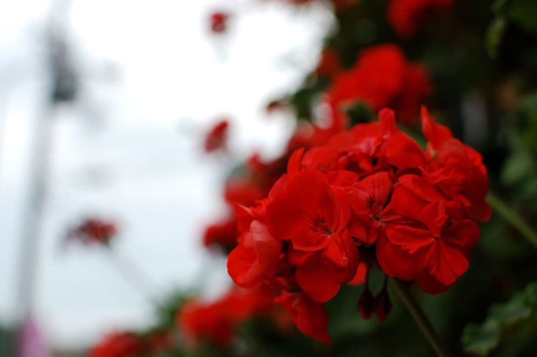 【光学美品】Nikon AF-S NIKKOR 35mm f/1.8G 単焦点