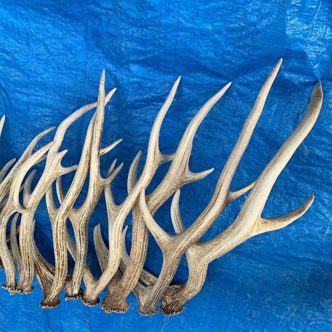 No.2094『鹿角16本セット』鹿の角　エゾ鹿　鹿角　蝦夷鹿