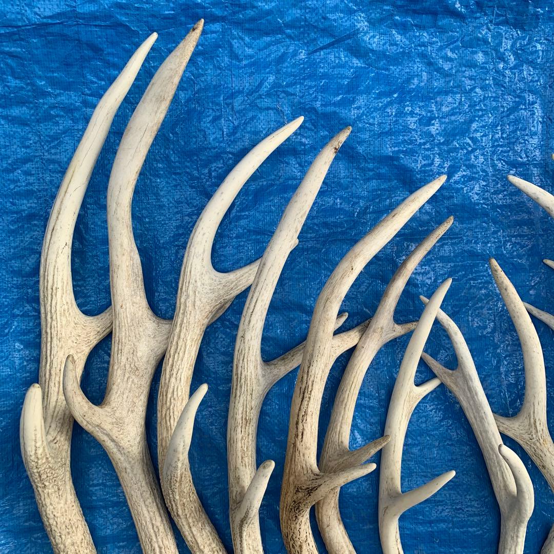 No.2094『鹿角16本セット』鹿の角　エゾ鹿　鹿角　蝦夷鹿