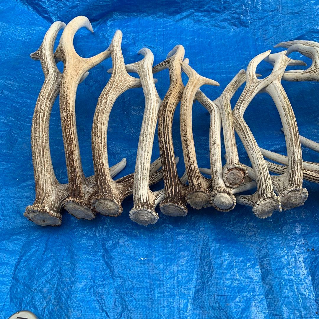 No.2094『鹿角16本セット』鹿の角　エゾ鹿　鹿角　蝦夷鹿